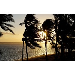 T-shirt imprimé colibri